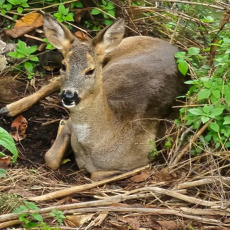 Greta * מנצ'יאנו